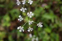 Heracleum concanense
